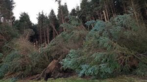 Cullen Estate fallen trees.jpg